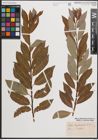 Foto von Salix daphnoides Vill.